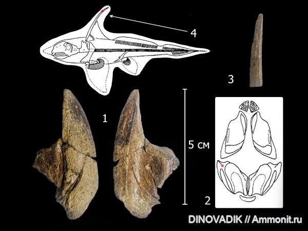 мел, рыбы, химеры, сеноман, Elasmodus, Варавино, шипы