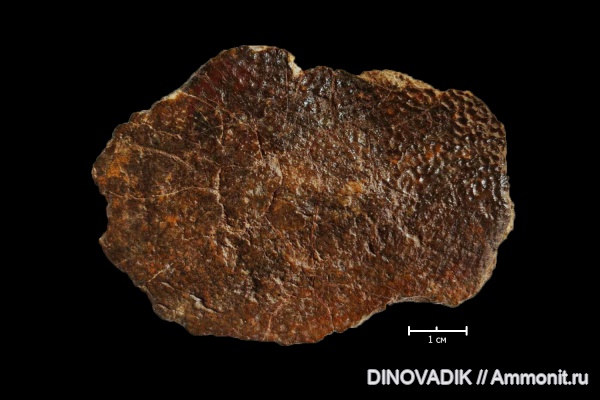 девон, плакодермы, Bothriolepis, франский ярус, Antiarchi, андомская гора