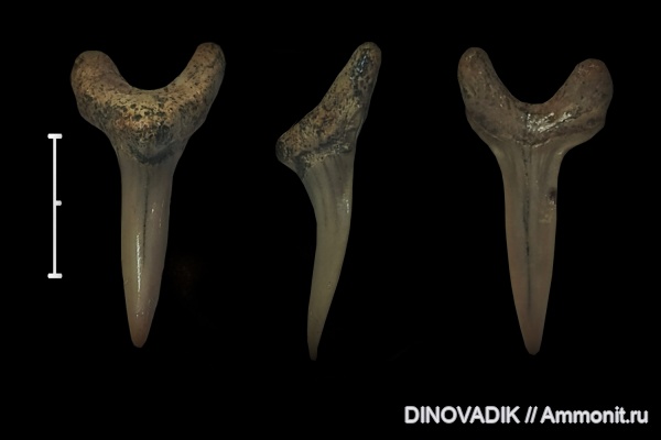 мел, акулы, сеноман, зубы акул, Варавино