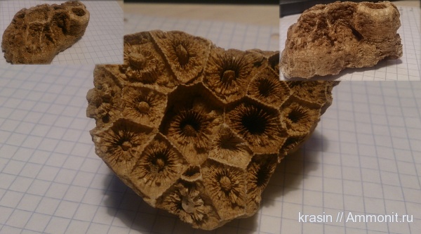 карбон, Яхрома, колониальные кораллы, Petalaxis