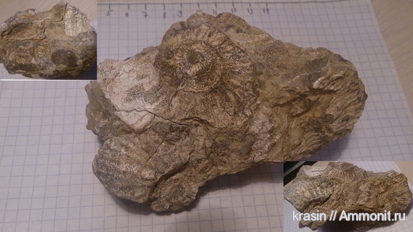 аммониты, Ammonites