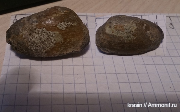 юрский период, двустворчатые моллюски, Еганово, Jurassic