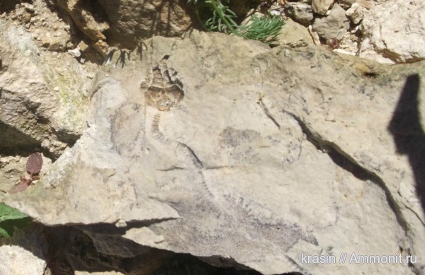 карбон, Домодедово, криноидеи, Cromyocrinus, Cromyocrinidae