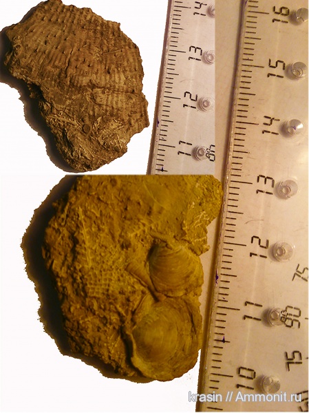 брахиоподы, Гжель, Productida, Cleiothyridina