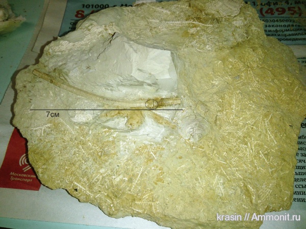 брахиоподы, мшанки, Гжель, двустворки, криноидеи