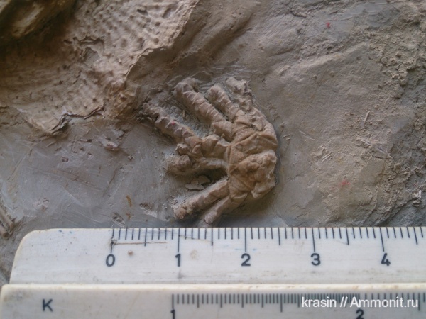 Гжель, криноидеи, Ampelocrinidae