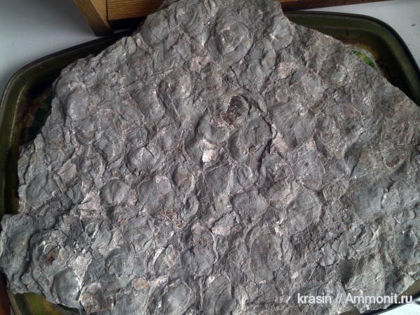 брахиоподы, карбон, Гжель, Orthotetes, Orthotetida