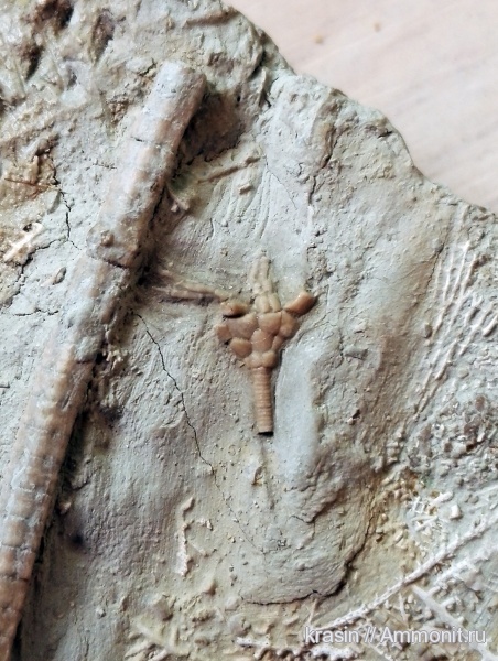 карбон, Гжель, криноидеи