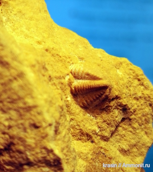 трилобиты, карбон, Русавкино