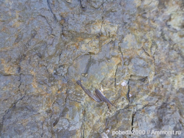 белемниты, belemnites