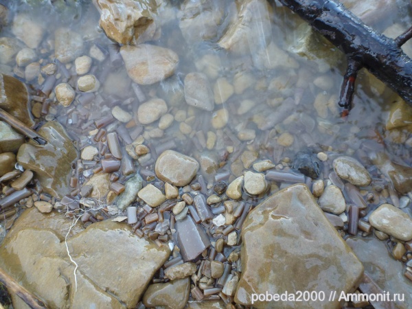 белемниты, belemnites