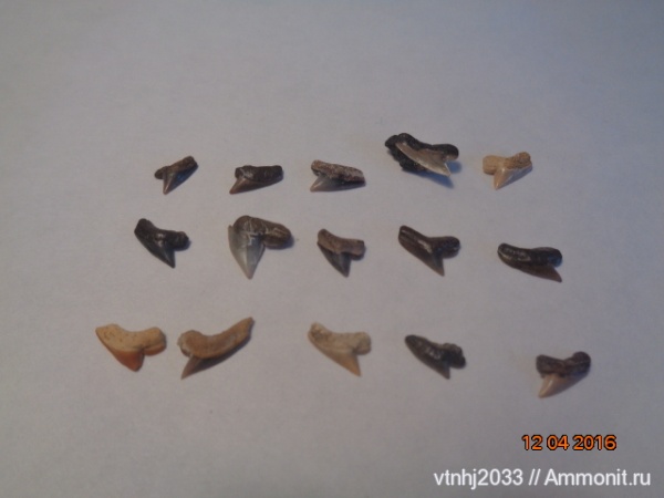 зубы, акулы, Palaeoanacorax, зубы акул, Саратовская область, teeth, shark teeth, sharks
