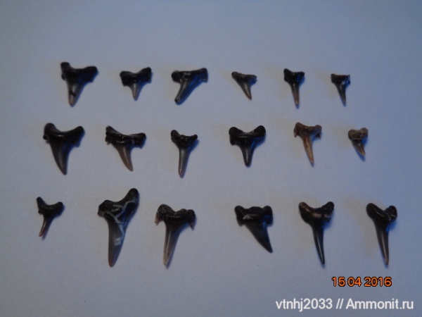 мел, зубы, акулы, зубы акул, Eostriatolamia subulata, Archaeolamna, Lamniformes, teeth, shark teeth, sharks