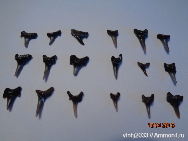 мел, зубы, акулы, Eostriatolamia, зубы акул, Eostriatolamia subulata, Archaeolamna, teeth, shark teeth, sharks