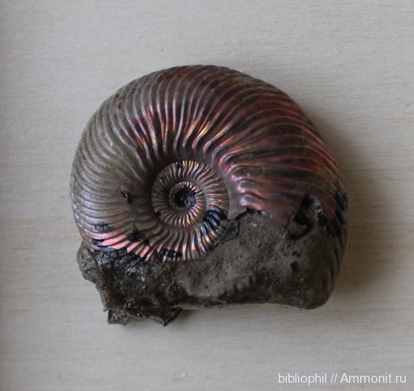 юра, Quenstedtoceras, Дубки, Jurassic