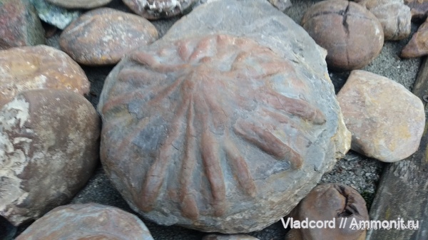 Владимир-Геленджик