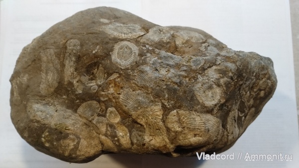 кораллы, кишечнополостные, беспозвоночные