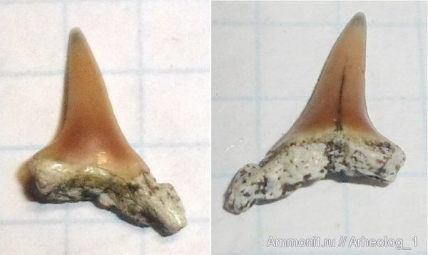 зубы, teeth