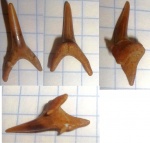Зуб акулы Carcharias