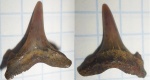 Зуб акулы Glueckmanotodus.