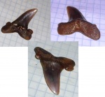 "Striatolamia macrota"