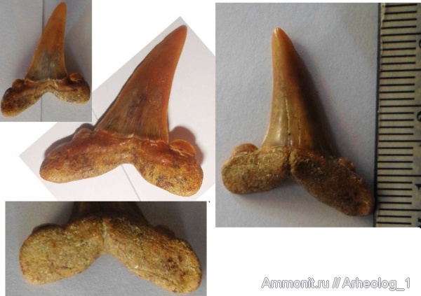 зубы, Striatolamia macrota