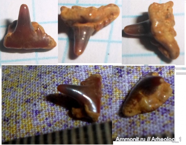 зубы, Synechodus