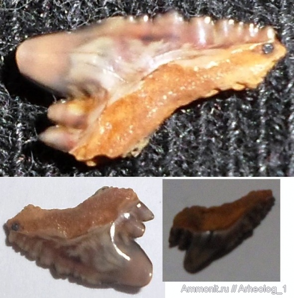 Galeocerdo, Carcharhiniformes