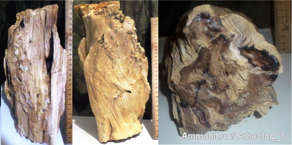 эоцен, окаменевшее дерево