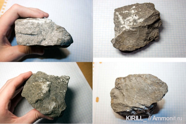 карбон, Lithostrotion, Кемеровская область