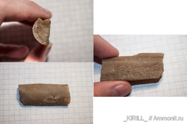 белемниты, юра, волжский век, Республика Коми, Каргорт