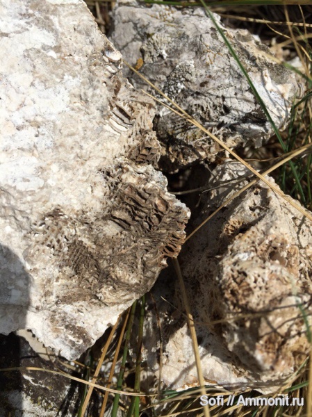 пермь, кораллы, Permian