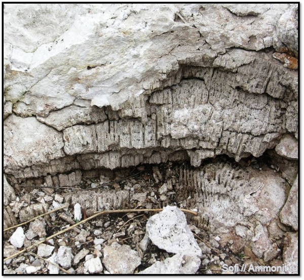 кораллы, конкреции