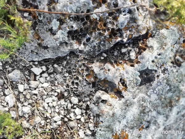 кораллы, конкреции