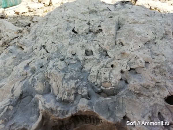 брахиоподы, одноклеточные