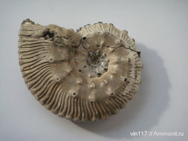 аммониты, Михайлов, Kosmoceras, келловей, Ammonites, Callovian, Middle Jurassic
