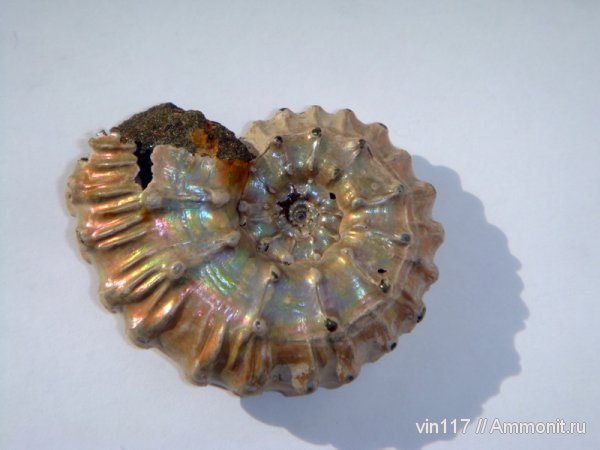 аммониты, Михайлов, Kosmoceras, келловей, Kosmoceratidae, Ammonites, Callovian, Middle Jurassic