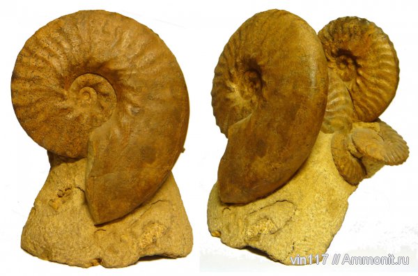 Казахстан, альб, Dimorphoplites, Albian