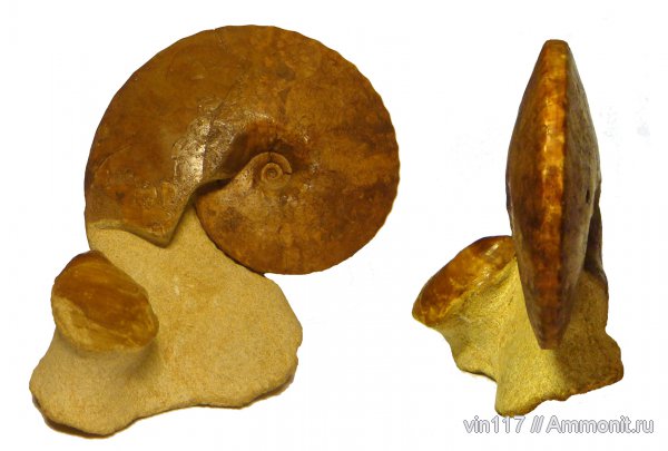 Казахстан, сеноман, Acompsoceras, Cenomanian