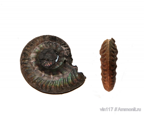 юра, Михайлов, Rossiensiceras, Hecticoceratinae, Rossiensiceras rossiense, Jurassic