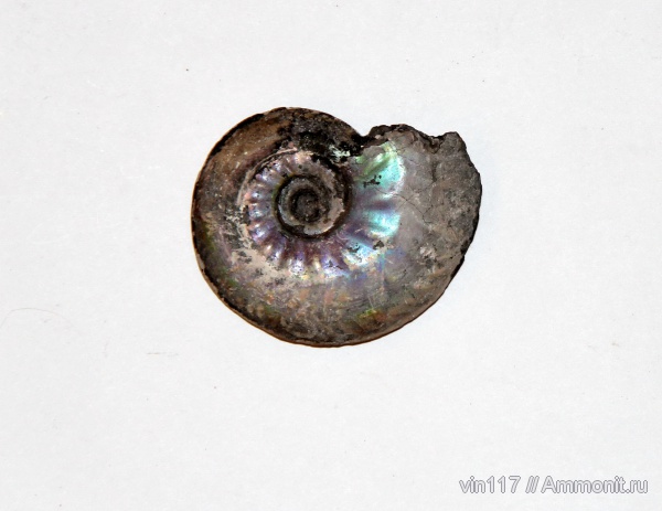 юра, Михайлов, Brightia, Hecticoceratinae, Jurassic