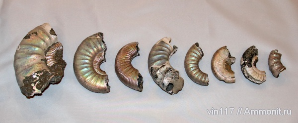 Михайловские Perisphinctidae