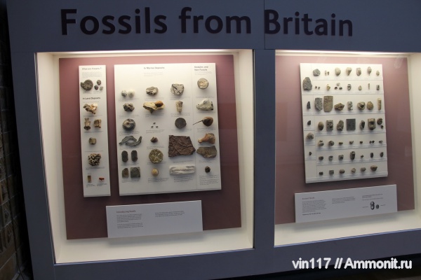 юра, музеи, Великобритания, Музей естествознания, Jurassic