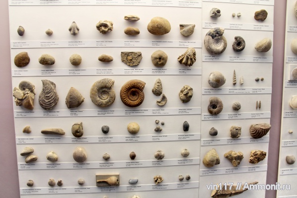 юра, музеи, Великобритания, Музей естествознания, Jurassic