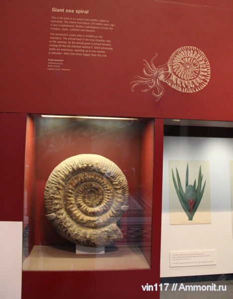 юра, Великобритания, Stephanoceratidae, Stephanoceras, Музей естествознания, Jurassic