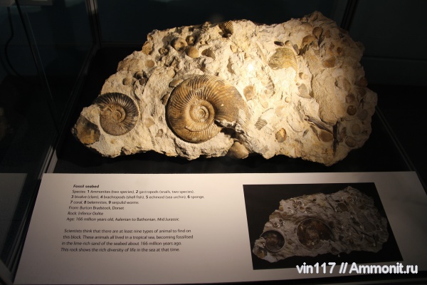 аммониты, Parkinsonia, Ammonites, танатоценоз