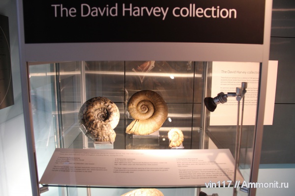 юра, Великобритания, Erymnoceras, Pleuroceras, Lytoceras, Музей естествознания, Jurassic