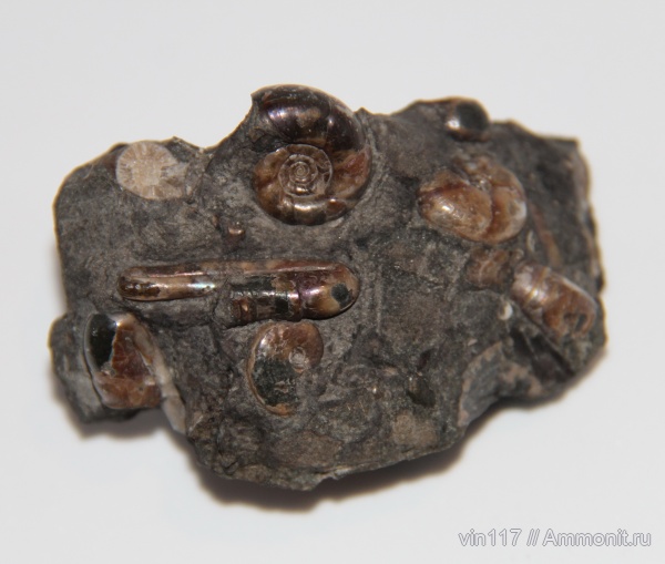 апт, Ptychoceras, р. Курджипс, Ptychoceras minimum