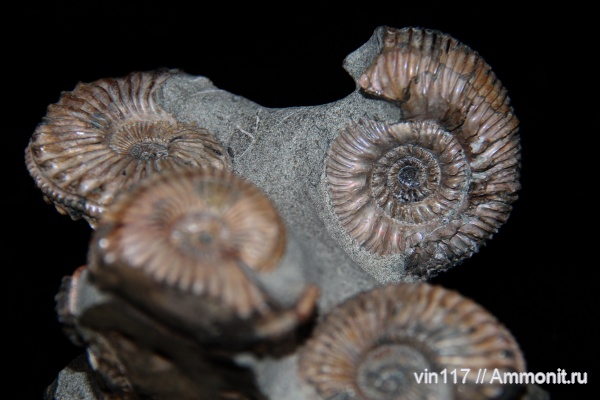 кимеридж, Rasenia, Таймыр, Amoebites