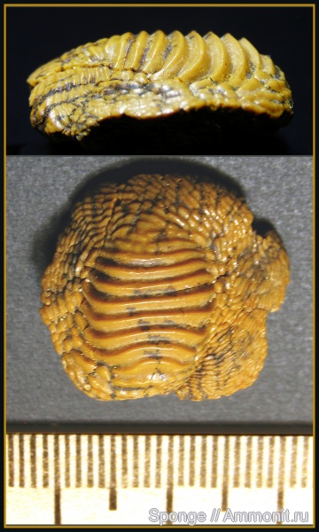 мел, зубы, акулы, сеноман, Ptychodus, Шацк, Малый Пролом, Cenomanian, Cretaceous, teeth, sharks